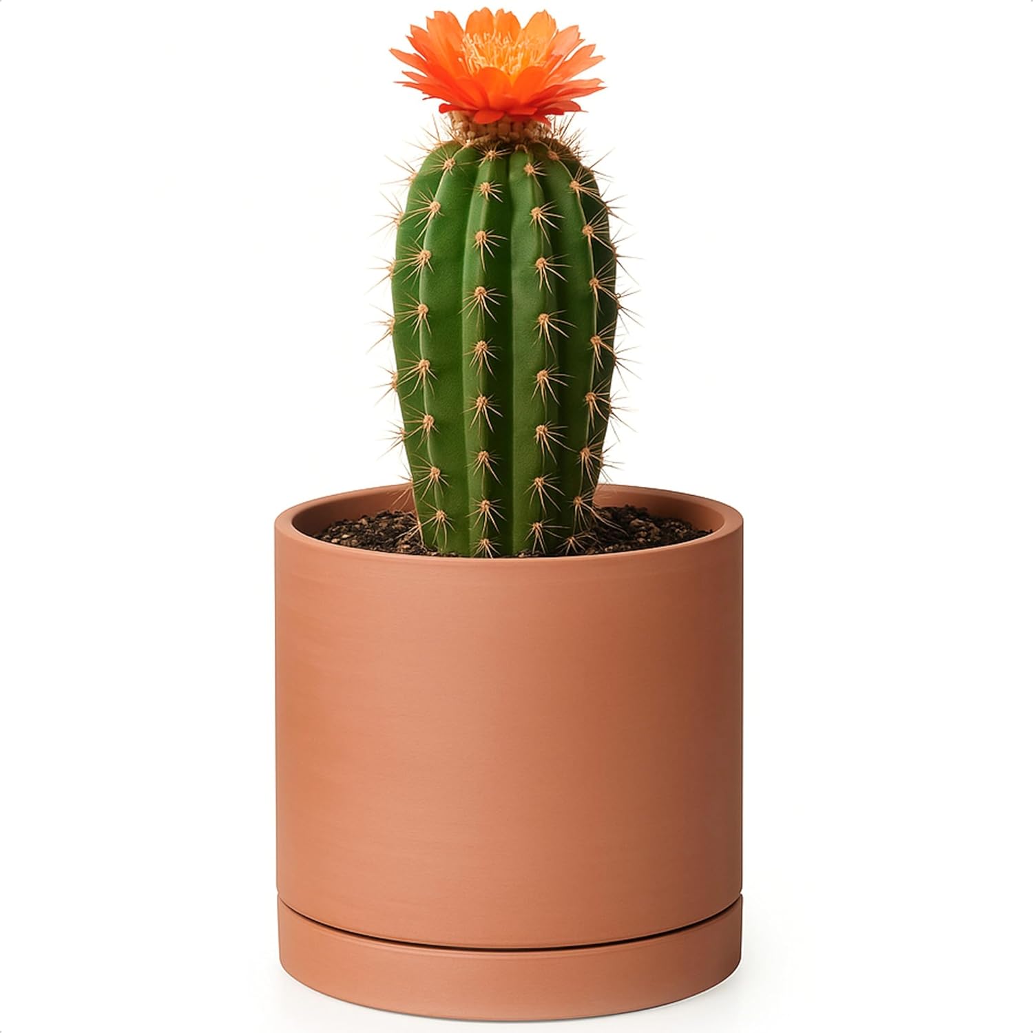 D'vine Dev Medium 8 Inch Terracotta Plant Pot with Drainage Hole and Saucer, Round Cylinder Planter Pot for Indoor Plants, 40-X-A-4